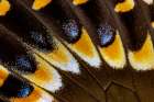 Butterfly wing close-up Art Print